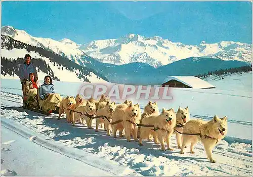 Cartes postales moderne Neige et Soleil Attelage de Chiens Samoyedes au col des Saisies Savoie Husky