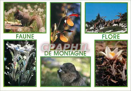 Moderne Karte Faune et flore de montagne ecureuil sabot de venus bouguetins edeiweiss marmota et anemone Ecure