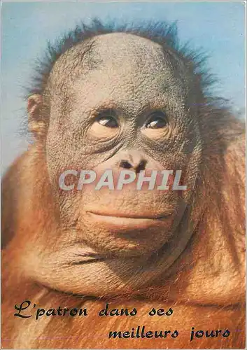 Cartes postales moderne L'patron dans ses meilleurs jours Singe Chimpanze