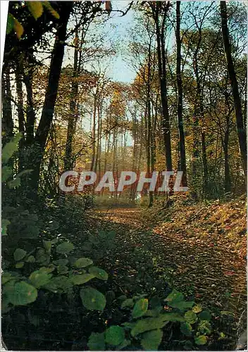 Moderne Karte Saint prix (val d'oise) sous bois en foret