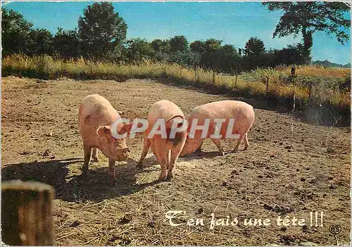 Cartes postales moderne T'en fais une tete Cochon Porc
