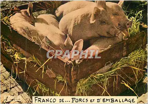 Cartes postales moderne Franco de porcs et d'emballage Cochon Porc