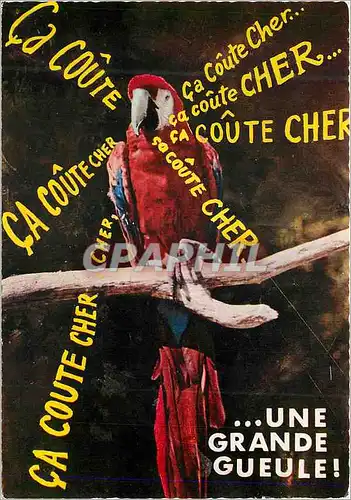 Moderne Karte Animaux humoristiques ara (amerique) Perroquet