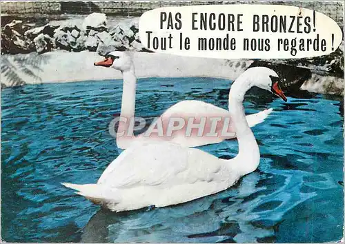 Moderne Karte Animaux humoristiques cygnes blancs