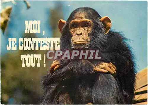 Cartes postales moderne Moi je conteste tout Singe Chimpanze