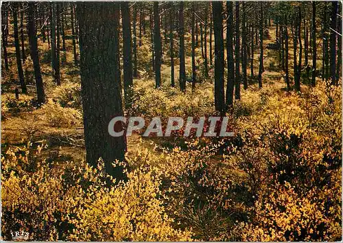 Cartes postales moderne La foret landaise au printemps