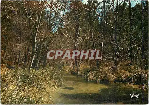 Cartes postales moderne Au pays landais le courant se perdait dans la foret au milieu des grandes herbes folles