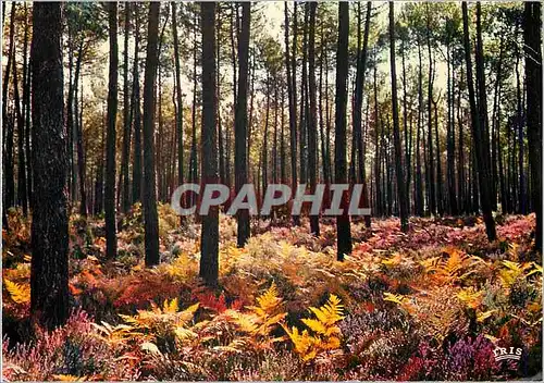 Cartes postales moderne Au payes landais la foret landaise automne