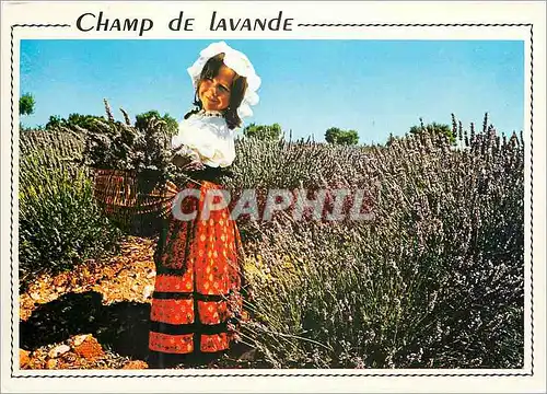 Cartes postales moderne Provence jeune provencale au milieu des lavandes