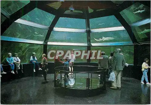 Moderne Karte Anneau des requins shark encounter tank Nausicaa