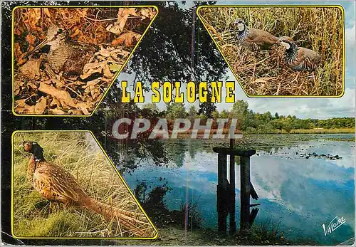 Cartes postales moderne La Sologne Chasse Faisan
