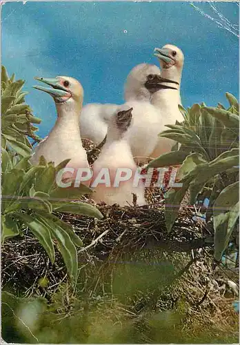 Cartes postales moderne Fou de Bassan Famille des sulides Il en existe 9 especes dans le monde