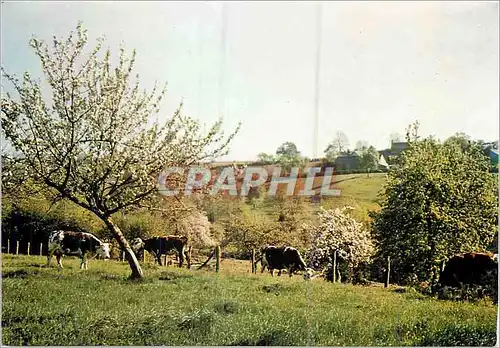 Cartes postales moderne Bocage en Cotentin Oeuvre des pupilles de l'Ecole Publique de la Manche Vaches