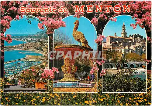 Cartes postales moderne Souvenir de Menton (Alpes Maritimes) Citrons