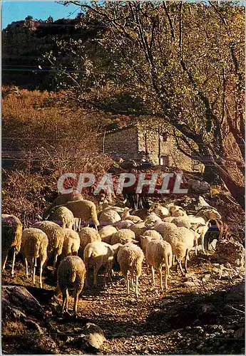 Moderne Karte Les Belles Images de Provence Moutons au Printemps