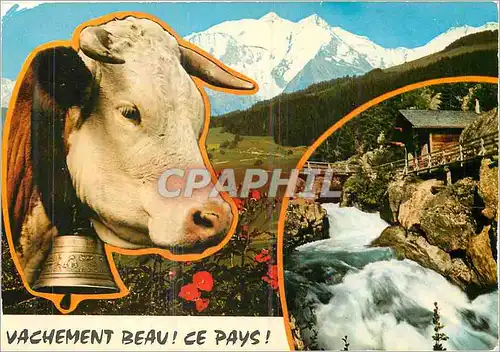 Cartes postales moderne Vachement Beau Ce Pays Vache