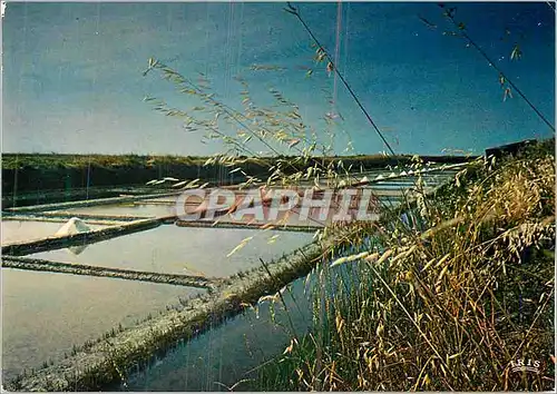 Cartes postales moderne Ile de Re (Charente Maritime) Les marais salants