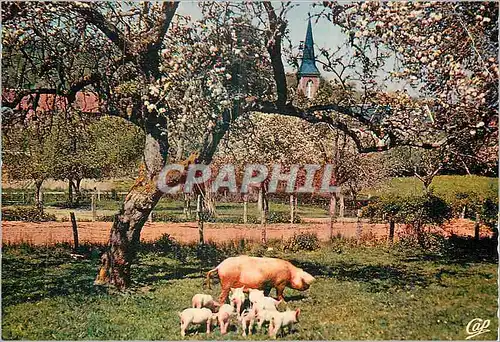 Cartes postales moderne La Normandie Cochons Porcs