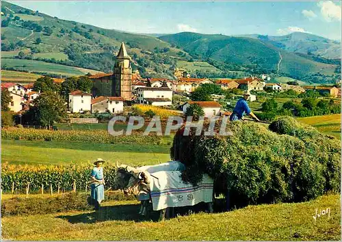 Cartes postales moderne Le Pays Basque Ainhoa (Pyrenees Atlantiques) Village type du Pays Basque Attelage B�ufs