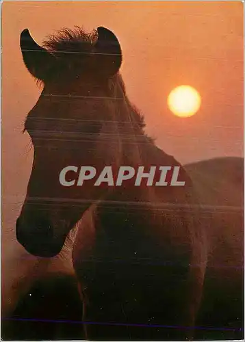Cartes postales moderne Dulmener Wildprierd Cheval sauvage de Dulmen