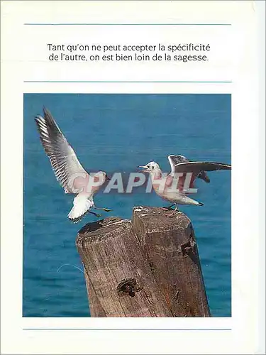 Cartes postales moderne Tant qu'on ne peut accepter la specificite de l'autre on est bien loin de la sagesse