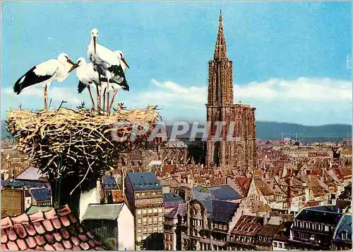 Cartes postales moderne Strasbourg (Alsace) Vue Generale et Nid de Cigognes