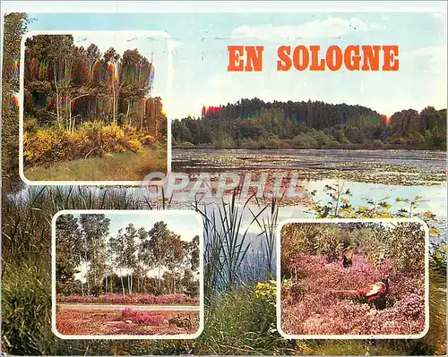 Cartes postales moderne En Sologne