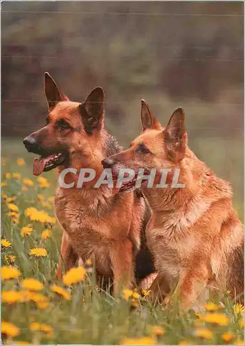 Moderne Karte Chien de Berger Allemands