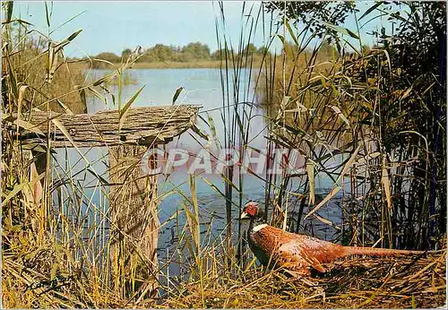 Cartes postales moderne En Sologne