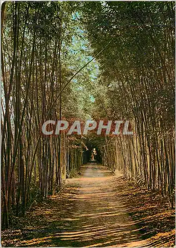 Cartes postales moderne Anduze (Gard) Bambous geants