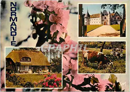 Cartes postales moderne Couleurs et lumuere de france la luxuriante Normandie Vache