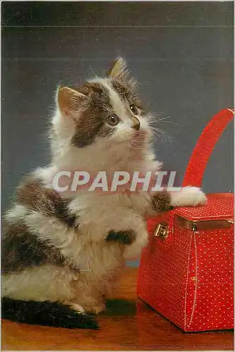 Cartes postales moderne Chat Chaton