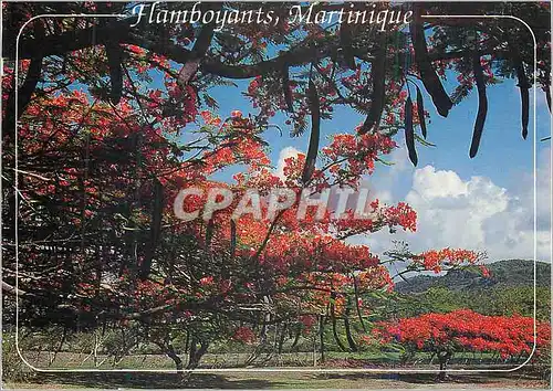 Cartes postales moderne Martinique flamboyants sur la route du vauclin