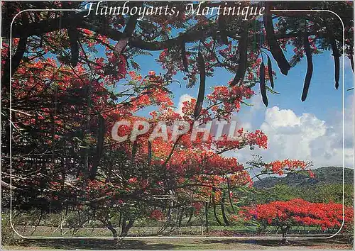 Moderne Karte Martinique flamboyants sur la route du vauclin