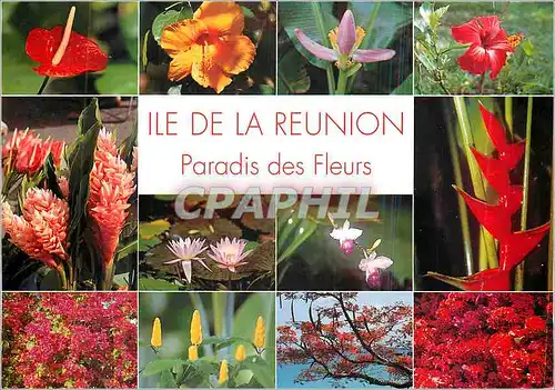 Cartes postales moderne Ile de la reunion paradis des fleurs
