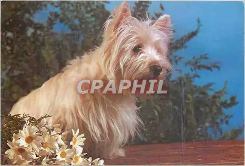 Cartes postales moderne Chien
