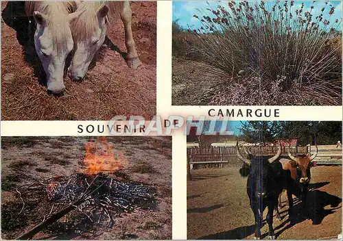 Cartes postales moderne Les belles images de provence souvenir de camargue chevaux angaanes fer rouge pour le marquage d