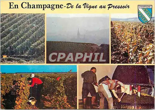 Cartes postales moderne En champagne de la vigne au pressoir