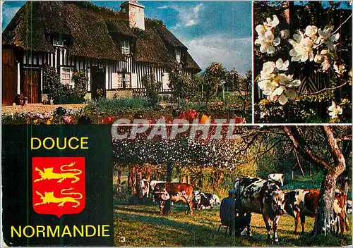 Cartes postales moderne La douce Normandie Vaches