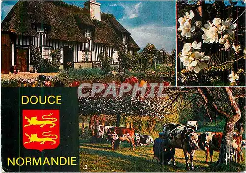 Moderne Karte La douce Normandie Vaches