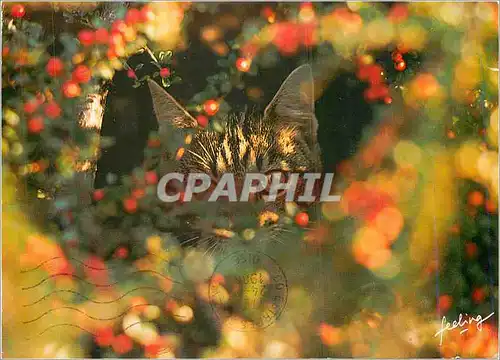 Cartes postales moderne Chats Perches