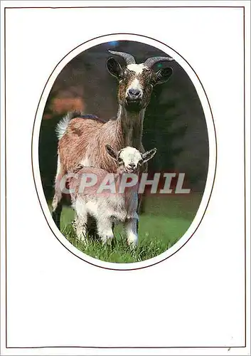Cartes postales moderne Chevre