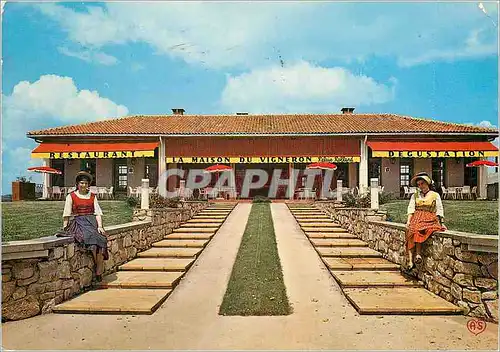 Cartes postales moderne Gaillac Tarn Maison du Vigneron Restaurant de Specialites Relais Rolland