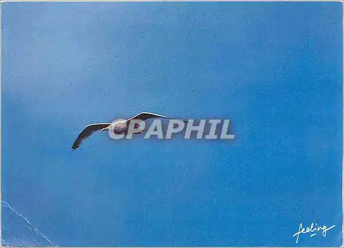 Cartes postales moderne Mouette Oiseau