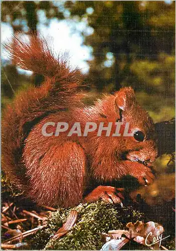 Cartes postales moderne Un ecureuil