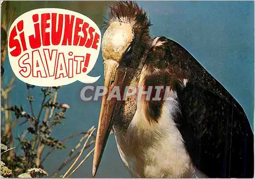 Cartes postales moderne Villars-les-Dombes Parc Ornithologique Departement de la Dombes