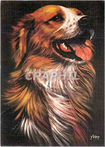 Cartes postales moderne Chiens et Chat nos amis par Schrub