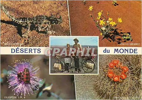 Cartes postales moderne Bretagne Tour du Monde et Desert a bicyclette