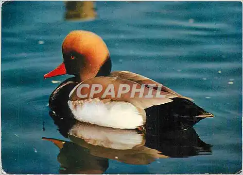 Cartes postales moderne Villars-les-Dombes (Ain) Nette Rousse