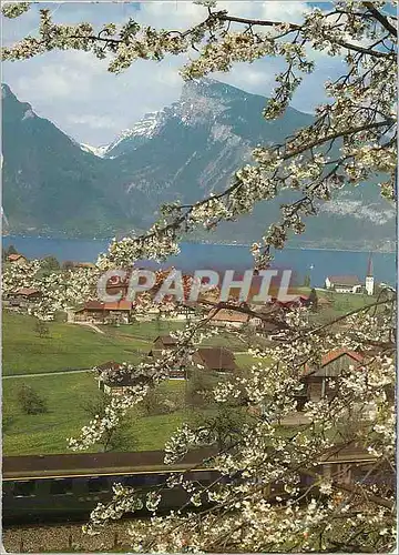Cartes postales moderne Spiez am Thunersee
